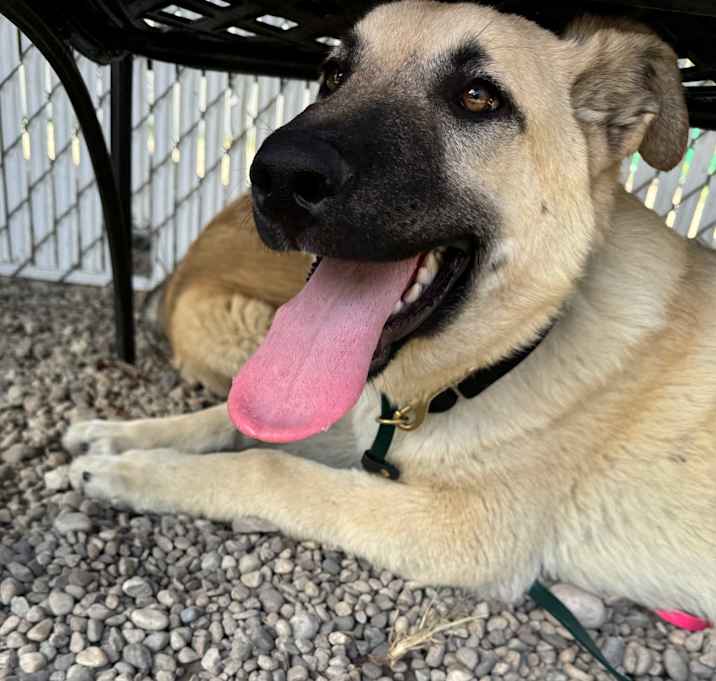 Photo of Banjo