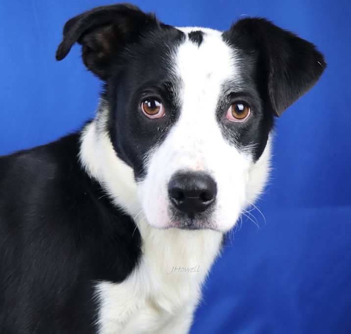 Photo of 110502S - Mr. Pickles