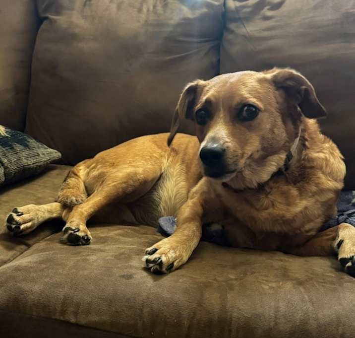 Photo of Sadie