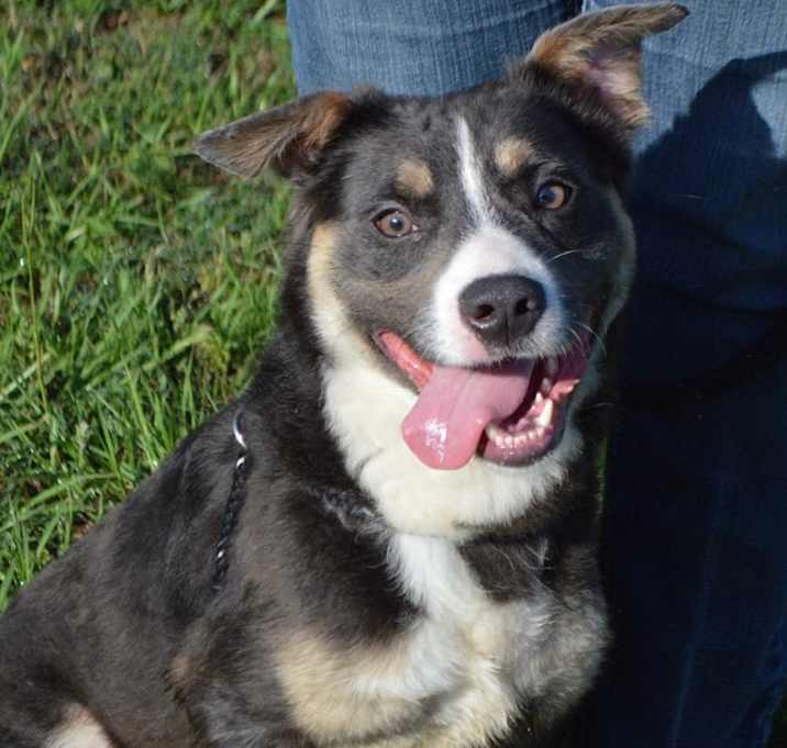 Photo of HANK/URGENT