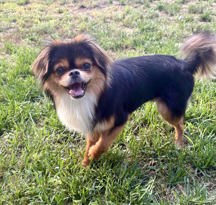 Photo of Romeo