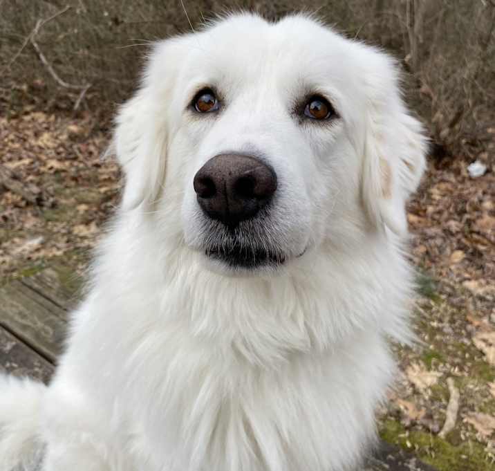 Photo of Annie