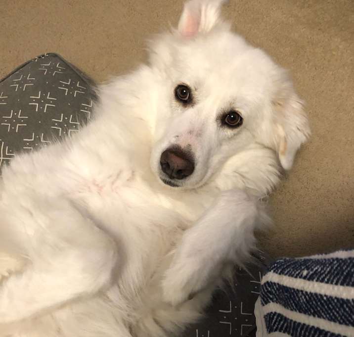 Photo of Sweet Annie