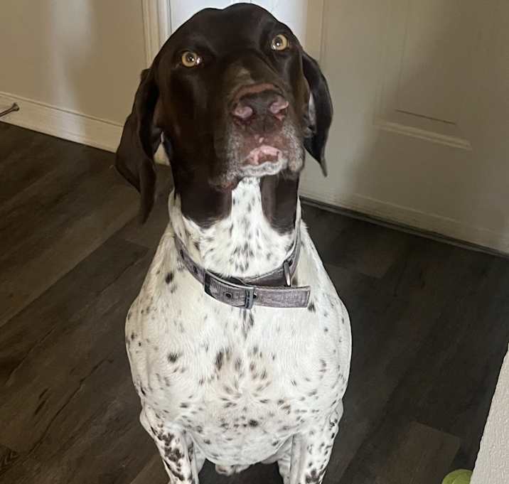 Photo of Maverick