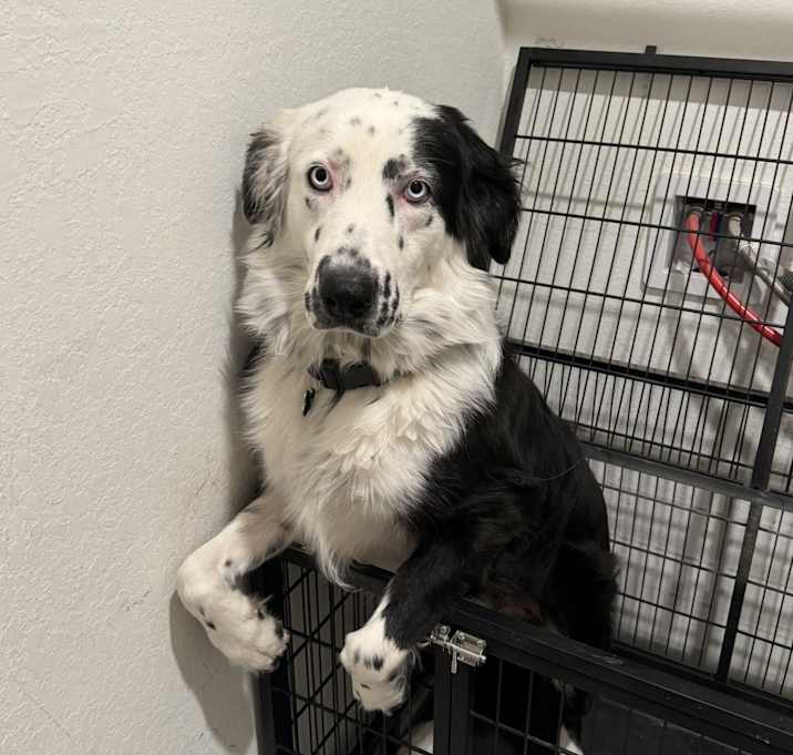 Photo of Skye