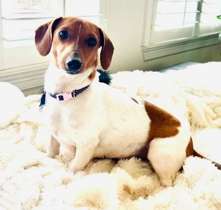 Photo of Molly Pie