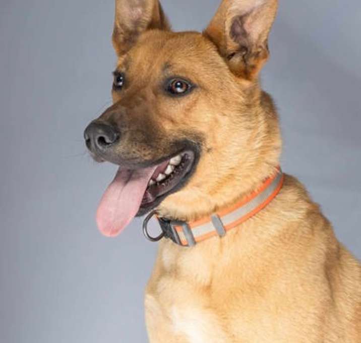 Photo of Tigger