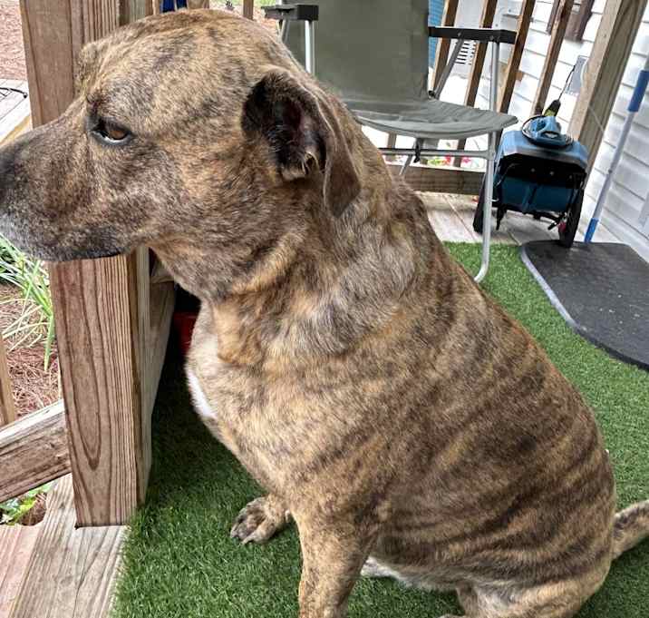 Photo of Trigger