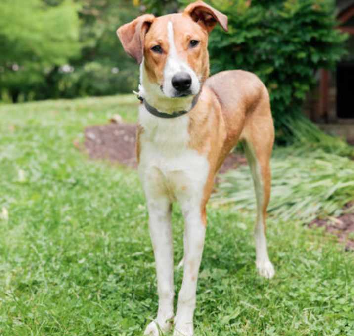 Photo of Knox