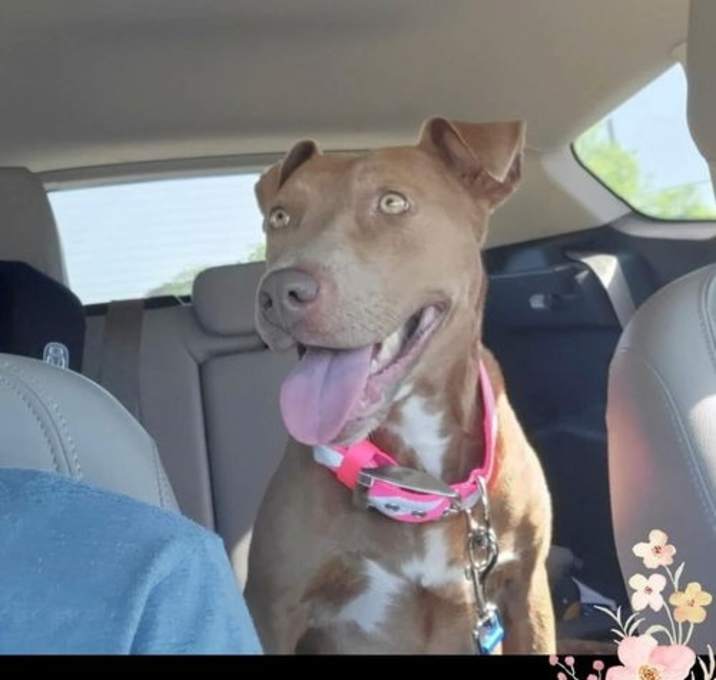 Photo of Ginger