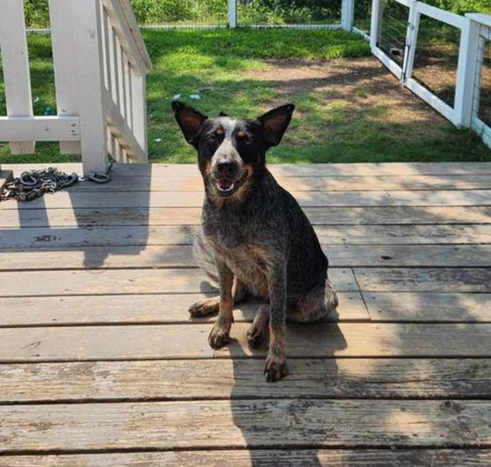 Photo of Bluebell