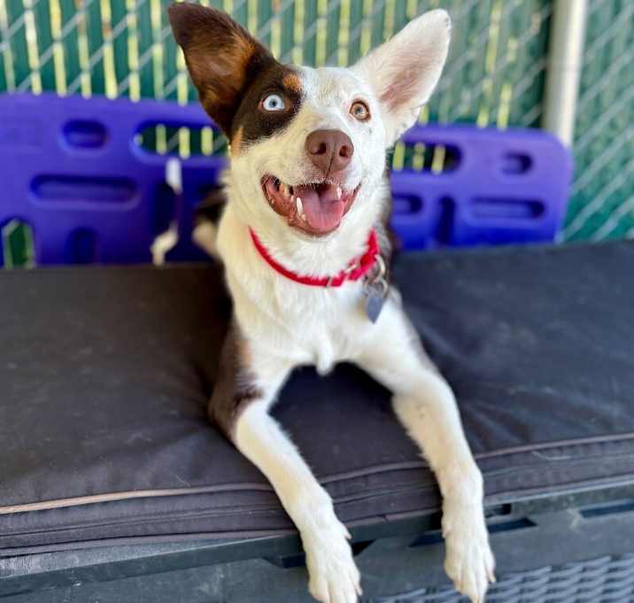Photo of Piper