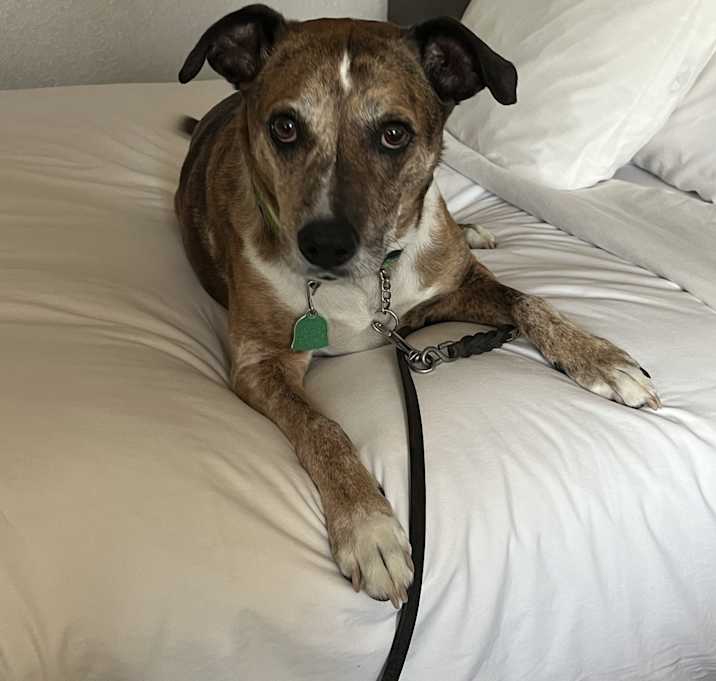 Photo of Guinness (Ginny)