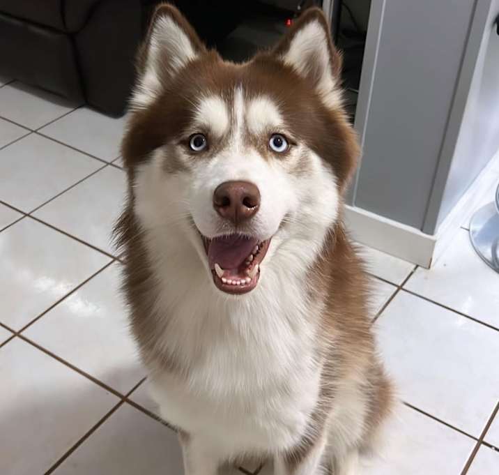 Photo of Milo