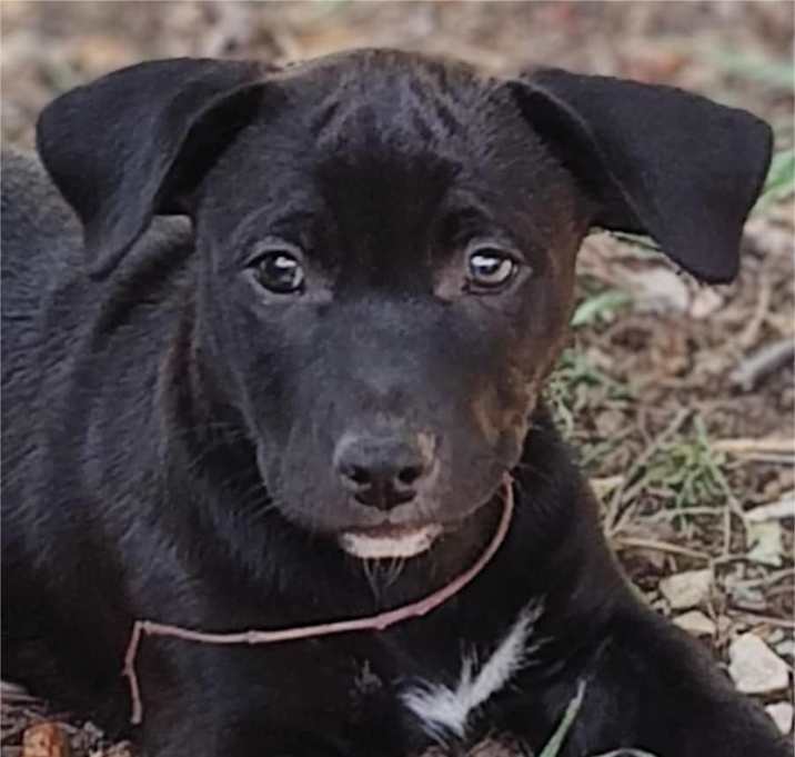 Photo of Pip