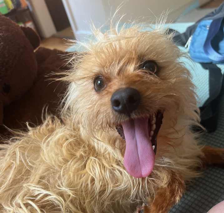Photo of Toto