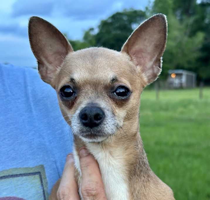 Photo of Tiffy