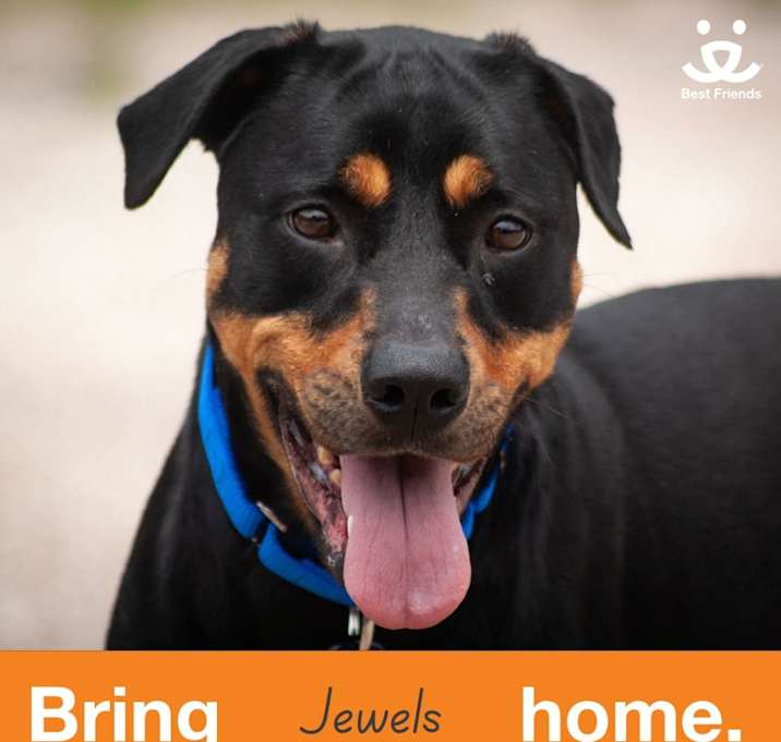 Photo of Jewels