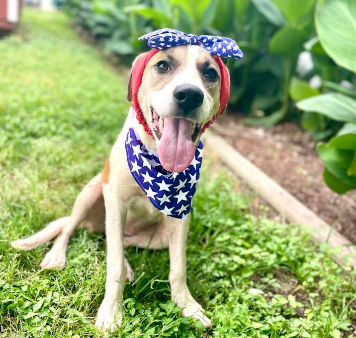 Photo of  Pixie 25-04-173
