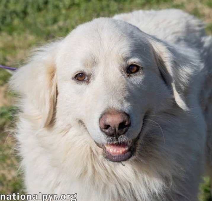 Photo of Charlotte in TN - Super Sweet & Affectionate!