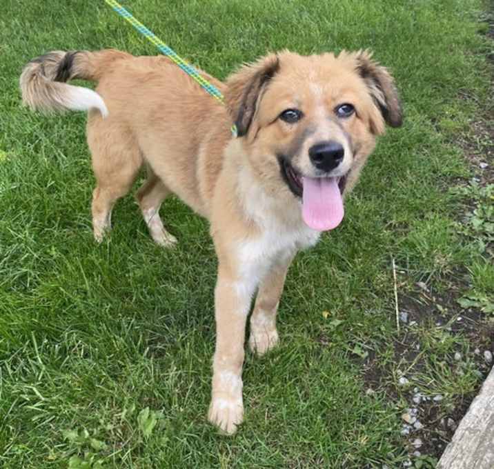 Photo of Pyr Mix Pups Girls