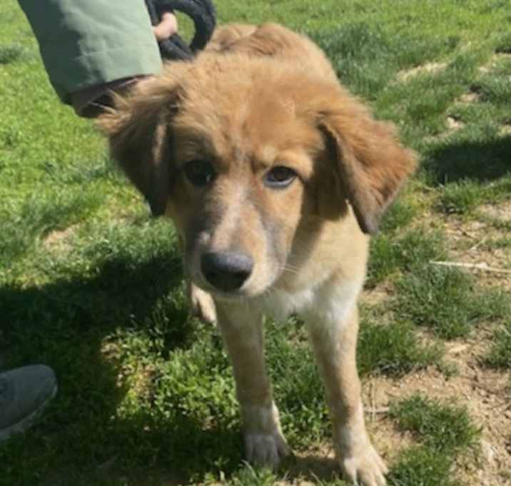 Photo of Pyr Mix Pups Boys