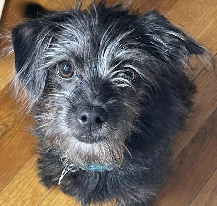 Photo of Gracie