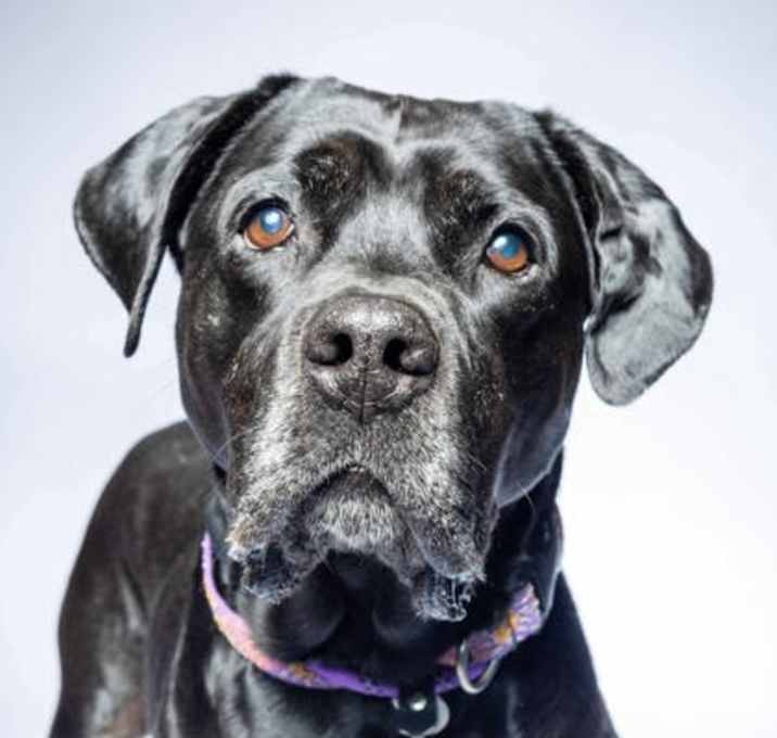 Photo of Bella
