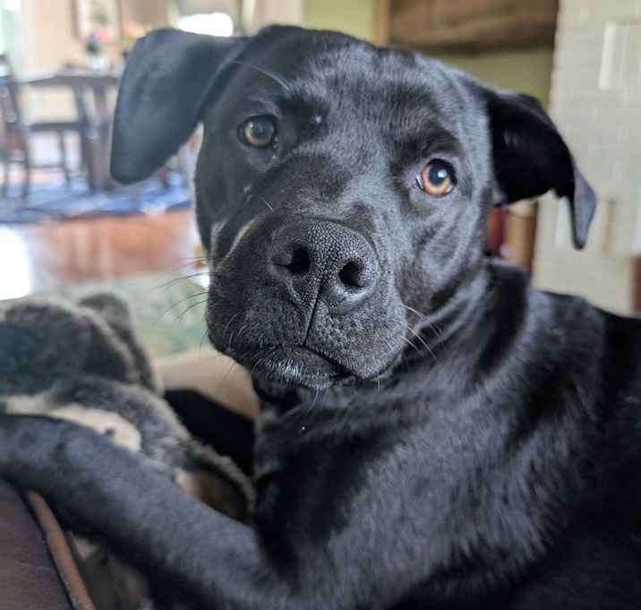 Photo of Bella