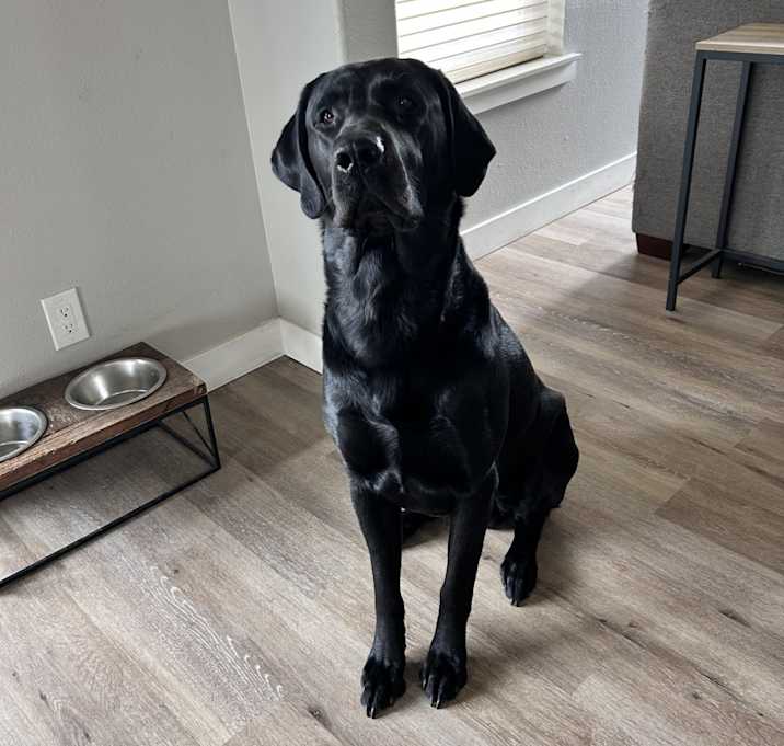 Photo of Goose