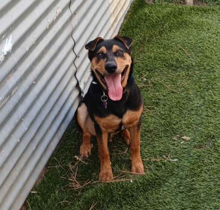 Photo of Ziggy