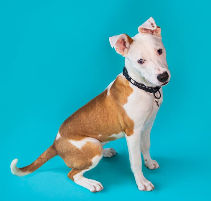 Photo of Buddy