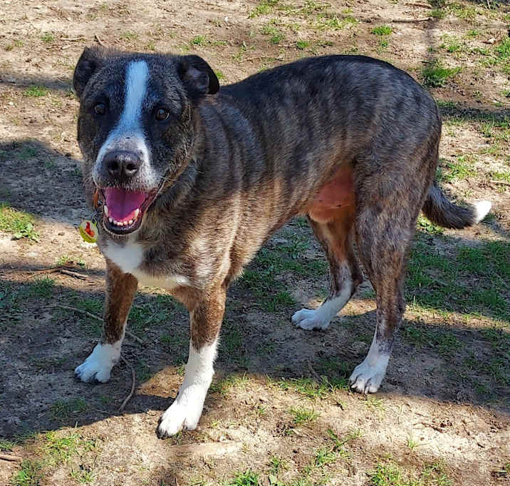 Photo of Chester