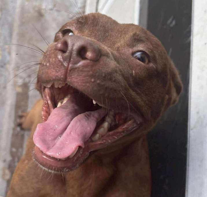 Photo of Cocoa