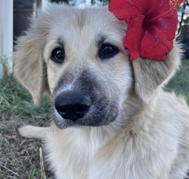 Photo of brownie