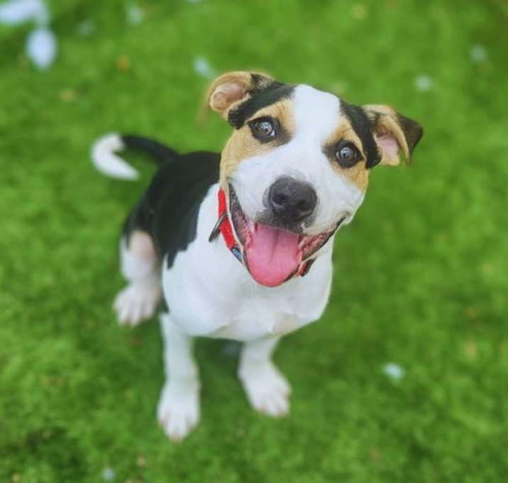 Photo of Dewey