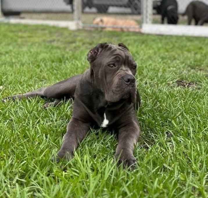 Photo of NALA