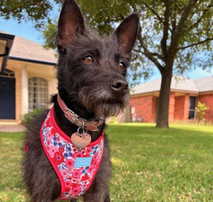 Photo of Cinder Ella