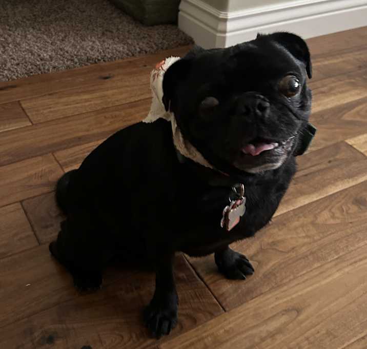 Photo of Louie