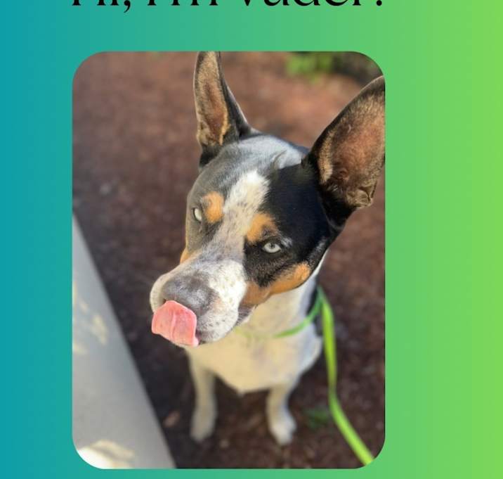Photo of Vader