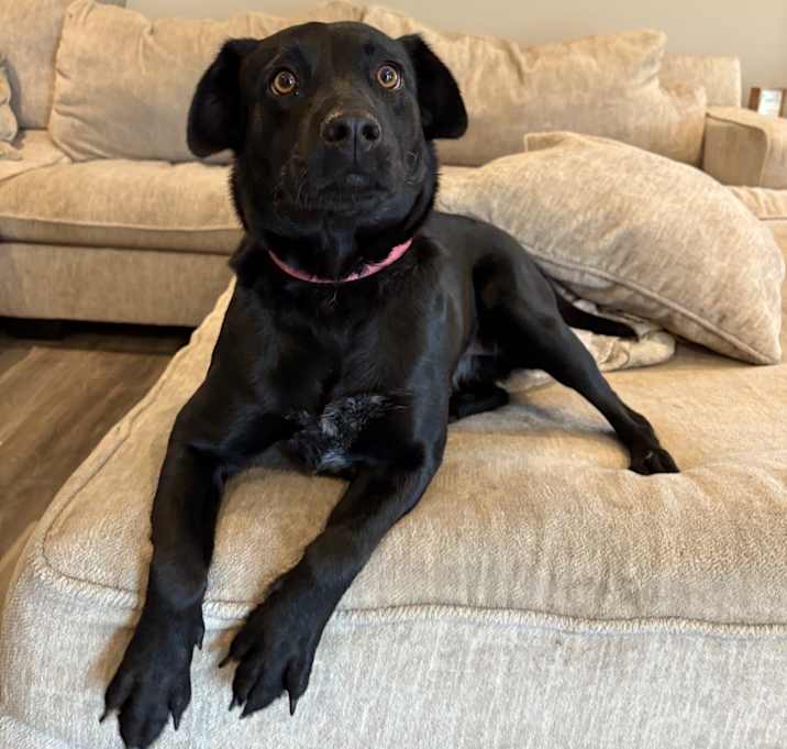 Photo of Shadow