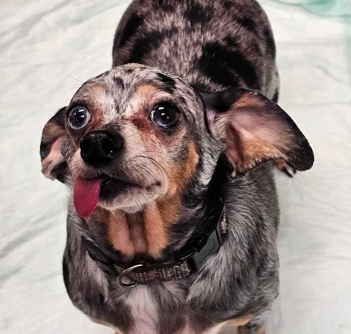 Photo of Tiny