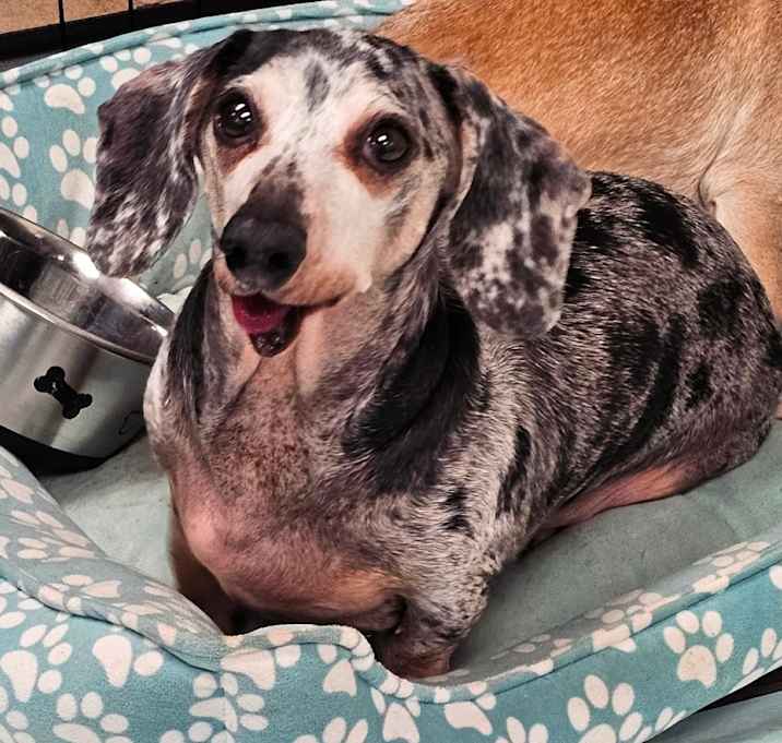 Photo of Benji