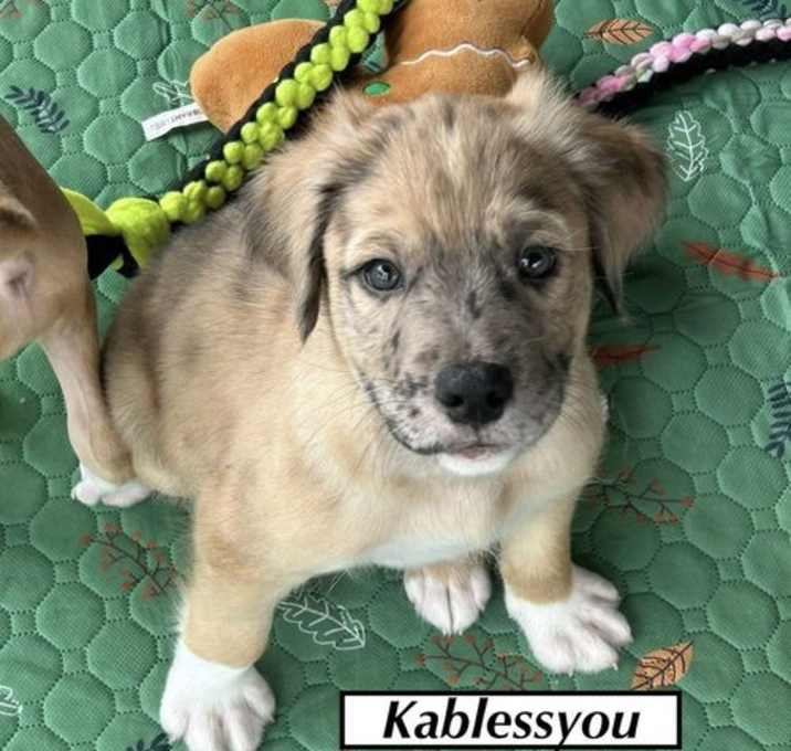Photo of Kablessyou