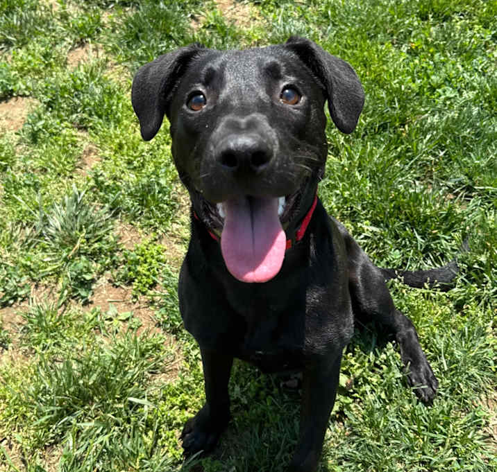 Photo of Romeo