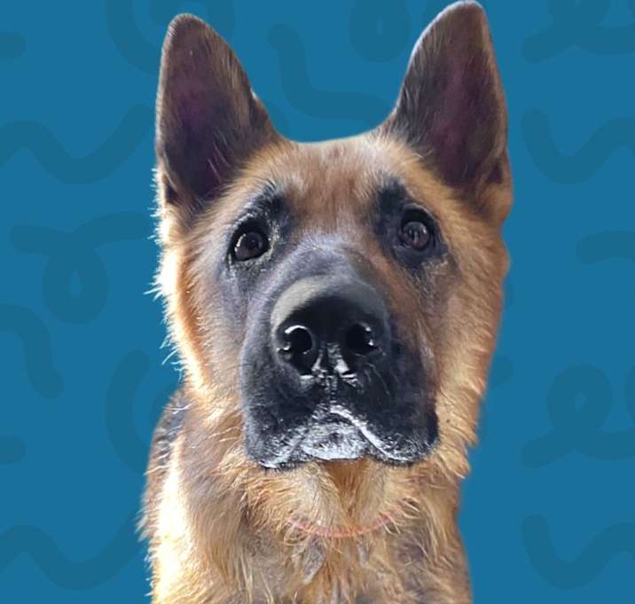 Photo of Bo