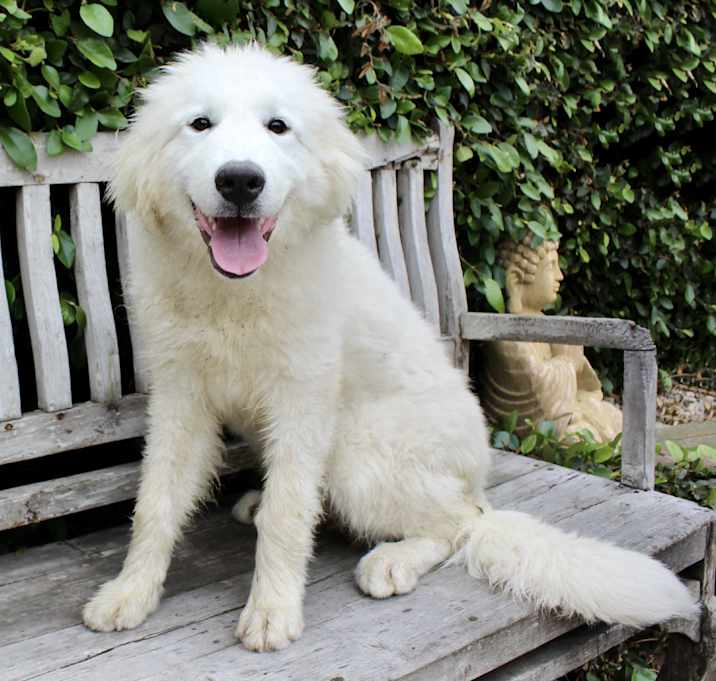 Photo of Bijou