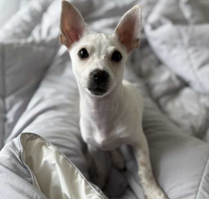 Photo of Koko