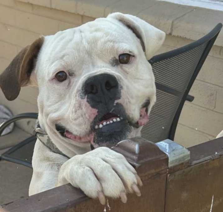 Photo of Siren