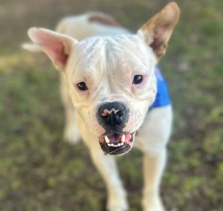 Photo of Cricket